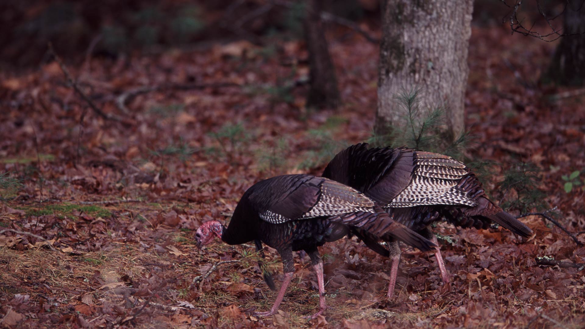 jake turkeys feeding in woods
