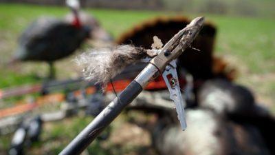 turkey hunting broadhead
