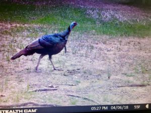turkey on trail cam