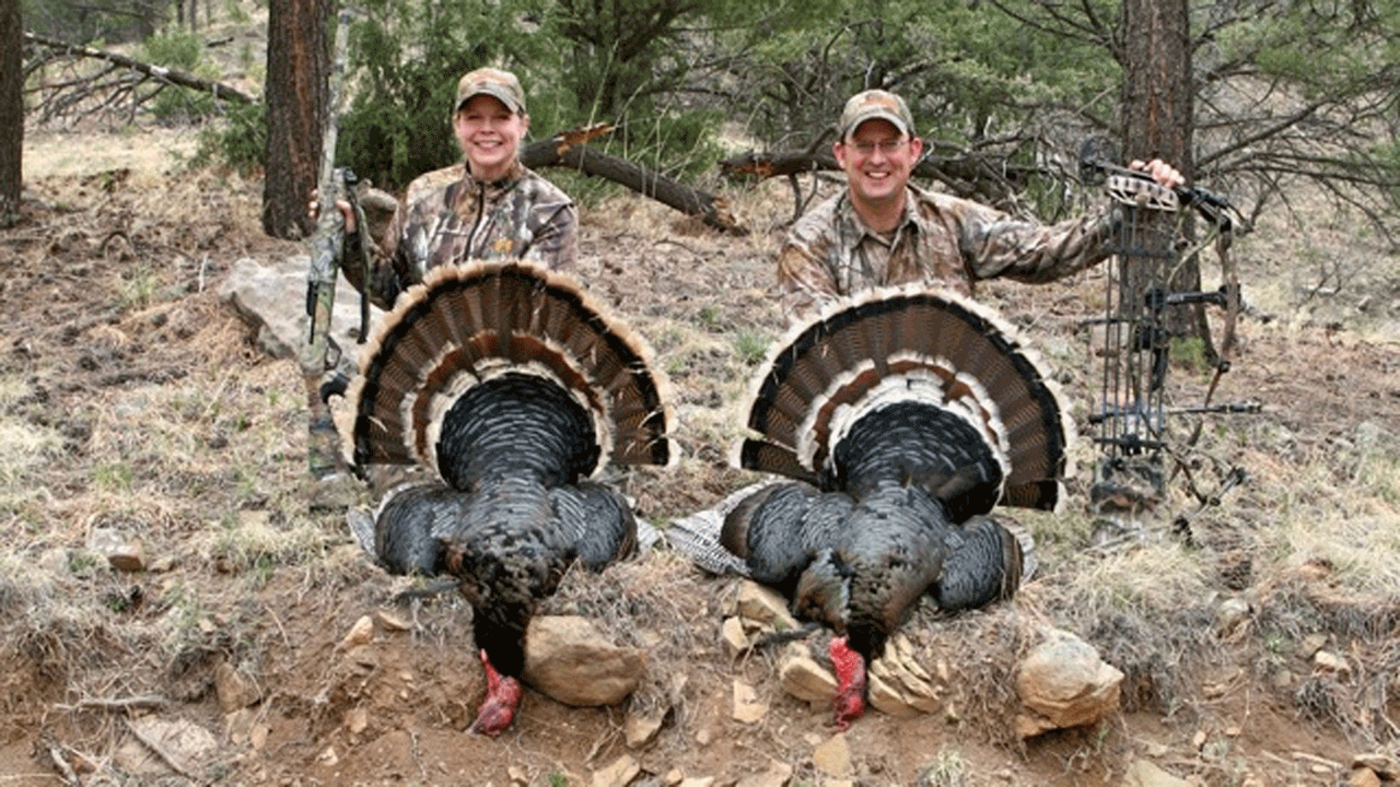hunt western turkeys on a budget morris-turkeys