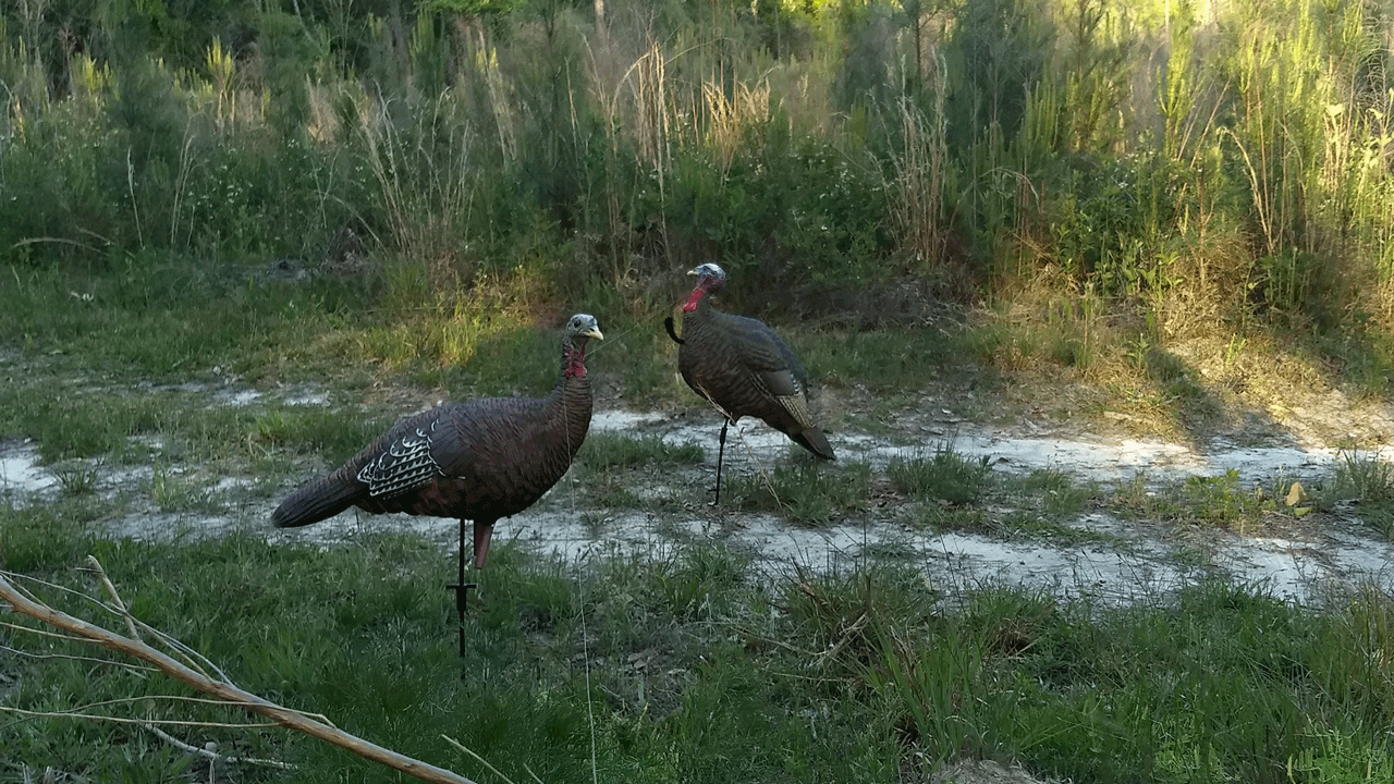 afternoon turkey hunting turkey-decoys