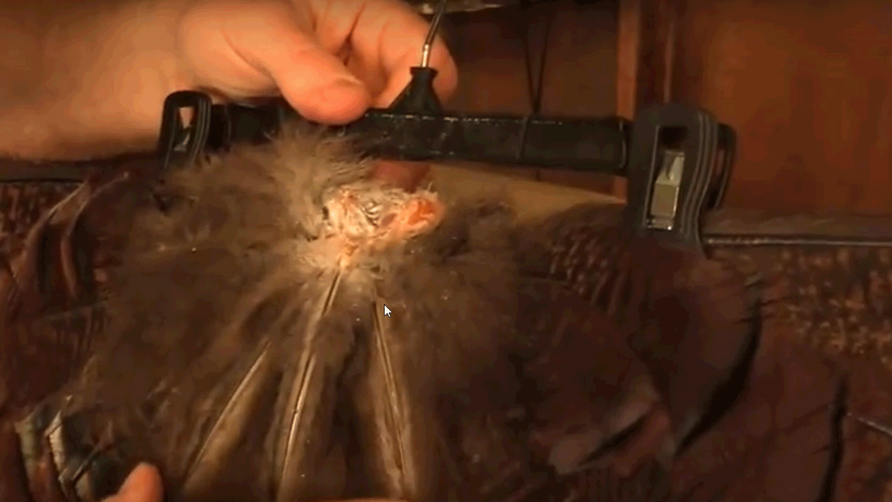 best way to dry a turkey fan- turkey-hack-fan