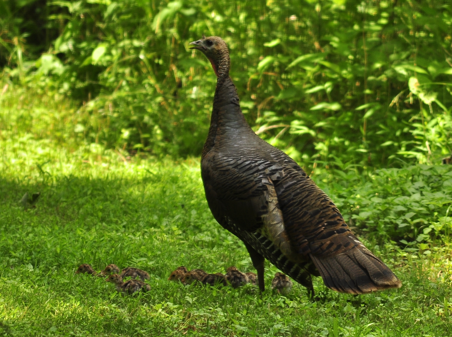 how-turkeys-naturally-feed-hen-with-poults