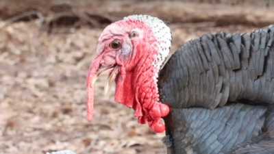 turkey-head
