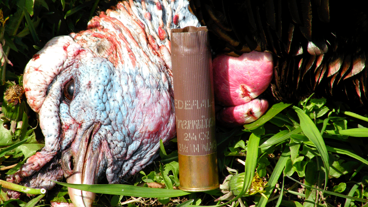 best shotgun gauge for turkeys - shotgun-shell-turkey-head